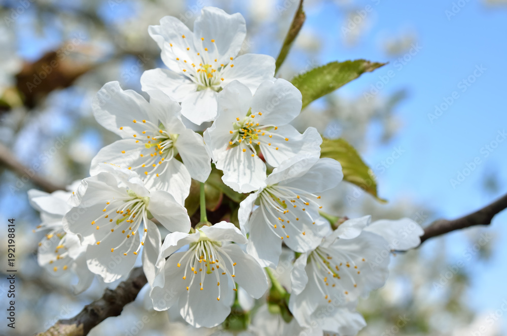 White flowers on the branches of trees in the spring