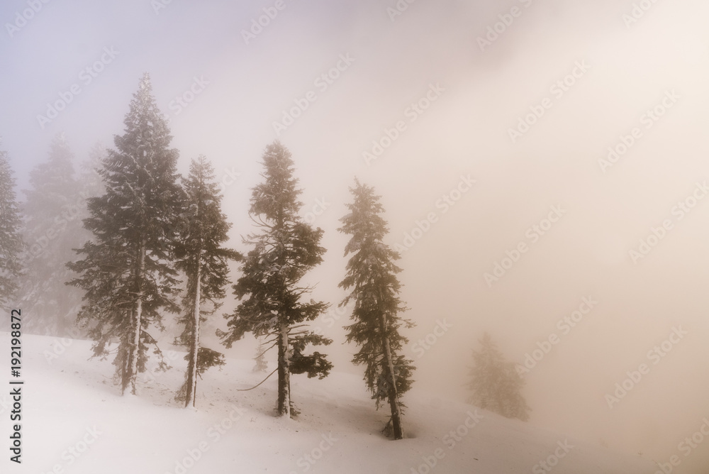 Foggy Winter Trees Foggy Winter Trees