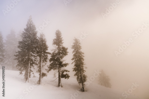 Foggy Winter Trees © Natalie C Manning