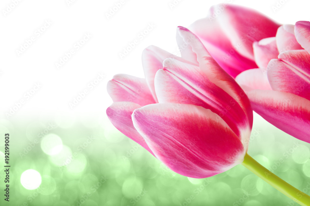 Naklejka premium Tulpen