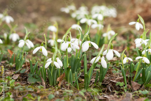 Spring snowdrops in a park