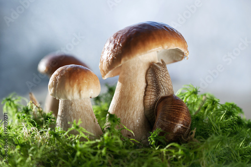 Белые грибы и улитка на зеленом мху.