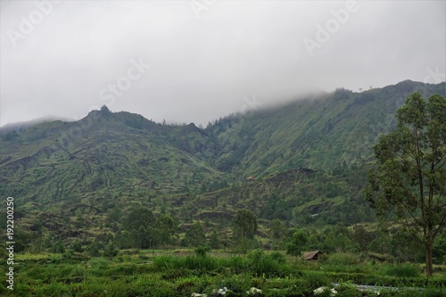 Rice field and green mountain in Bali Indonesia © Janin