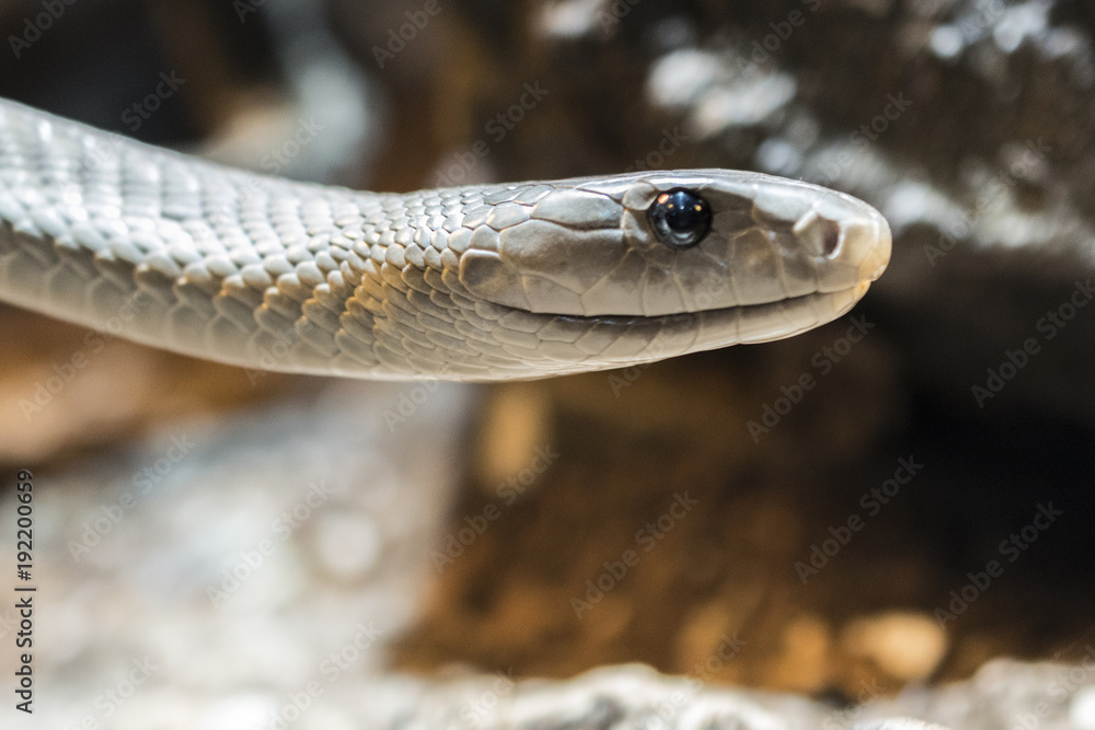 Obraz premium Close-up of the head of a black mamba