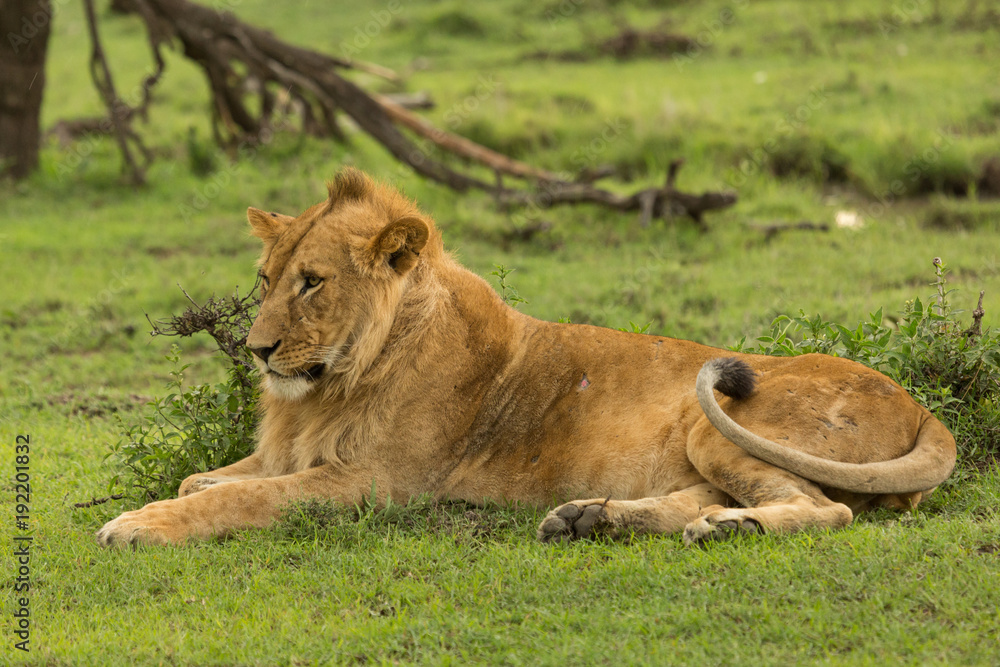 lion resting on the grasslands of the Maasai Mara lion resting on the grasslands of the Maasai Mara