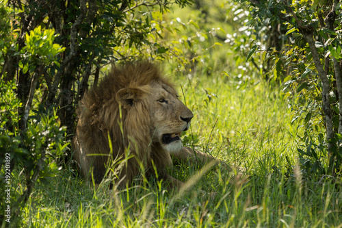 Fototapeta Naklejka Na Ścianę i Meble -  lion resting on the grasslands of the Maasai Mara