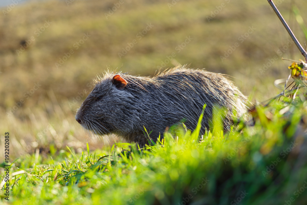 The muskrat (Ondatra zibethicus) in the nature. The muskrat (Ondatra zibethicus) in the nature.