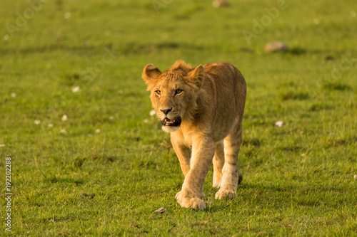 Fototapeta Naklejka Na Ścianę i Meble -  a lion walks across the grasslands of the Maasai Mara