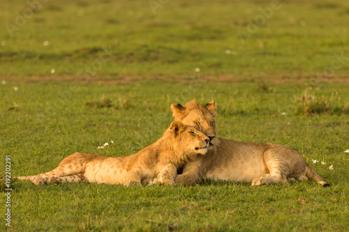two lions resting together on the grasslands of the Maasai Mara