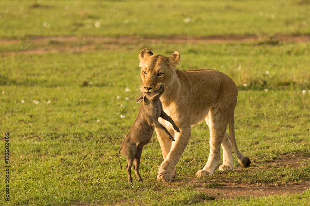 a lioness carries her baby warthog kill across the grasslands of the Maasai Mara a lioness carries her baby warthog kill across the grasslands of the Maasai Mara