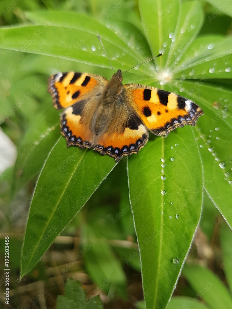 Obraz premium Orange butterfly