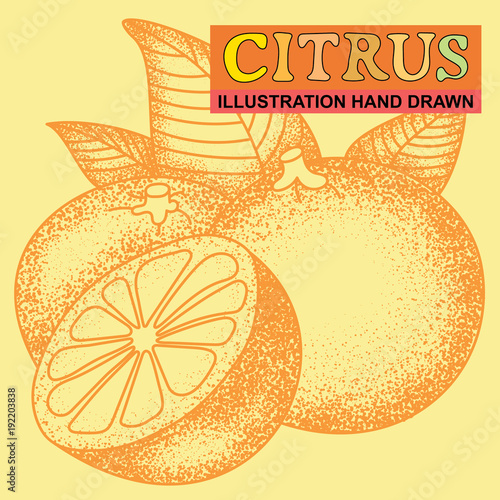 hand drawn citrus