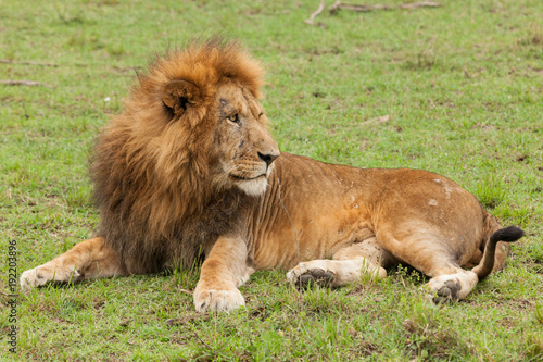 Fototapeta Naklejka Na Ścianę i Meble -  a male lion resting on the grasslands of the Maasai Mara