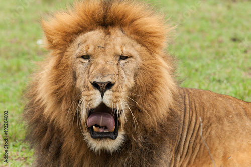 Fototapeta Naklejka Na Ścianę i Meble -  closeup of a male lion yawning on the grasslands of the Maasai Mara