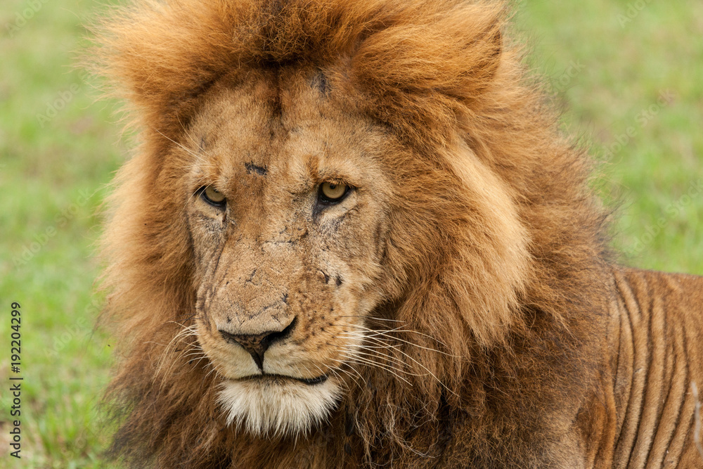 closeup of the head of a male lion on the grasslands of the Maasai Mara