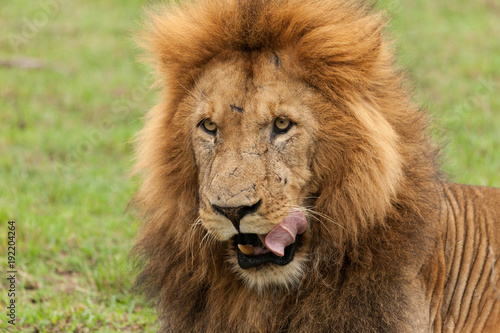 closeup of a male lion yawning on the grasslands of the Maasai Mara