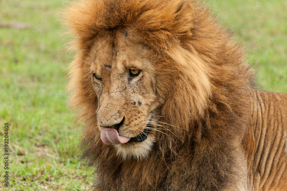 closeup of the head of a male lion on the grasslands of the Maasai Mara