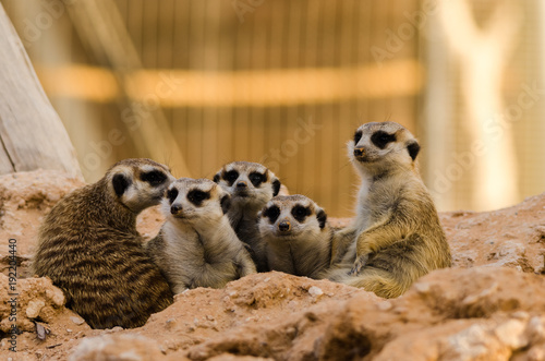 Meerkat Family stay close to each other