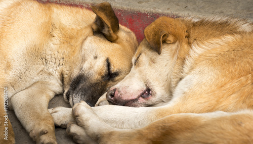 Dogs Sleeping © THP Creative