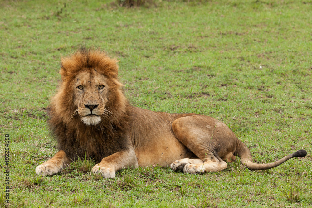 Fototapeta premium a male lion resting on the grasslands of the Maasai Mara