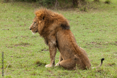 Fototapeta Naklejka Na Ścianę i Meble -  a male lion resting on the grasslands of the Maasai Mara