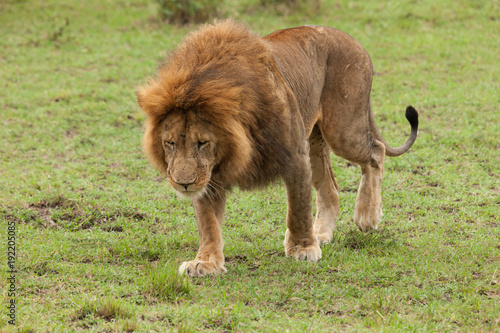 Fototapeta Naklejka Na Ścianę i Meble -  a lion walks across the grasslands of the Maasai Mara