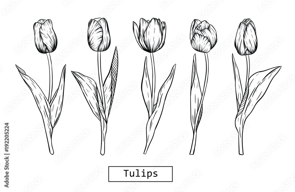 Hand drawn illustration and sketch Tulips flower. Black and white with line art illustration.Idea for business visit card, typography vector,print for t-shirt.