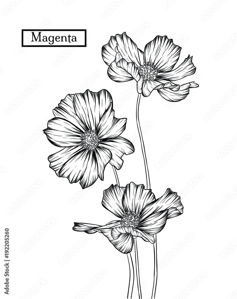 Fototapeta premium Hand drawn illustration and sketch Magenta flower. Black and white with line art illustration.Idea for business visit card, typography vector,print for t-shirt.