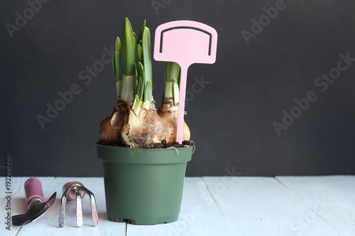 Fototapeta Naklejka Na Ścianę i Meble -  Bulbs of narcissuses in a green pot with the pink plate on a white table