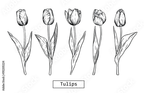 Fototapeta Hand drawn illustration and sketch Tulips flower. Black and white with line art illustration.Idea for business visit card, typography vector,print for t-shirt.