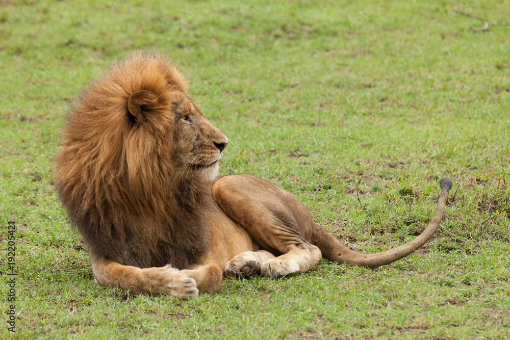 Fototapeta premium a male lion resting on the grasslands of the Maasai Mara