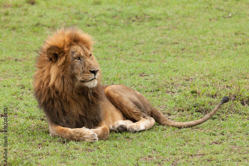 Fototapeta premium a male lion resting on the grasslands of the Maasai Mara