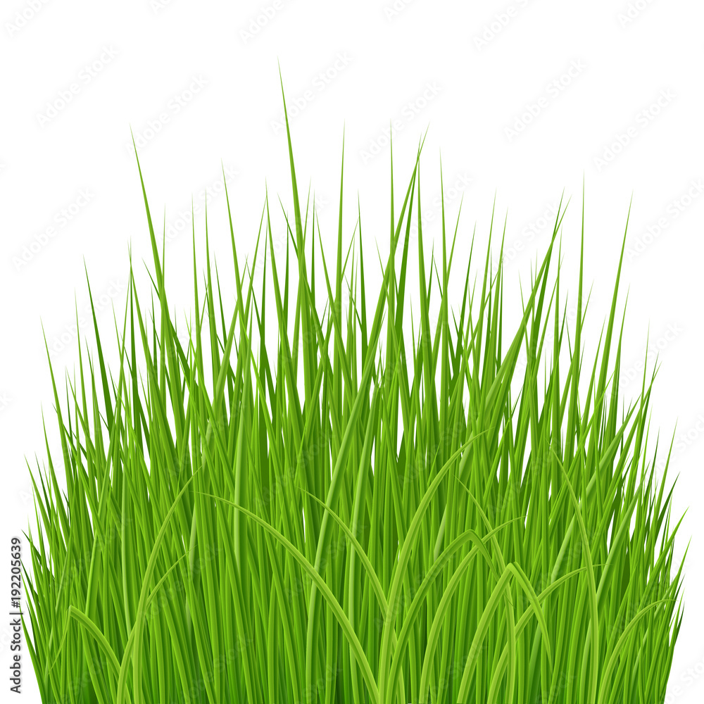 Green Grass Green Grass