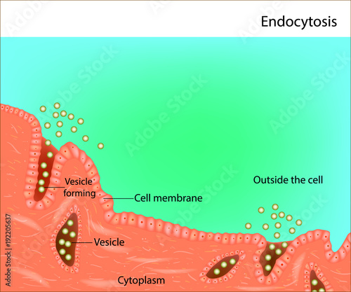 Endocytosis. Process of vesicle transport for endocytosis