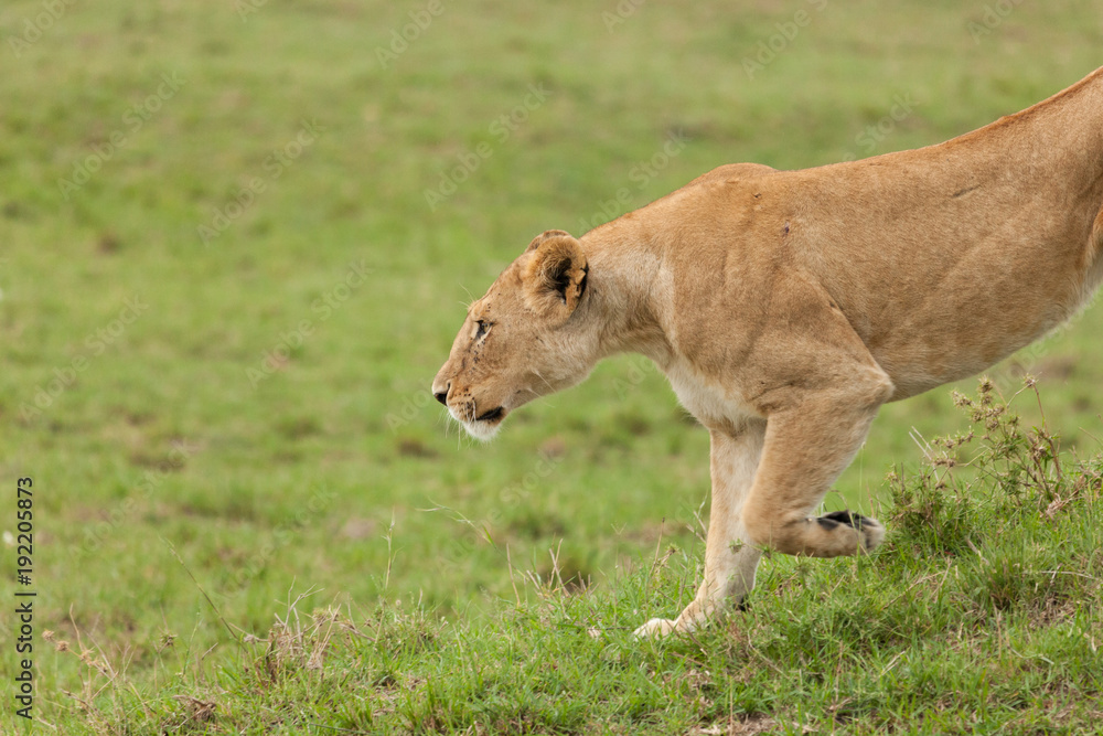 lioness prowling the grasslands of the Maasai Mara lioness prowling the grasslands of the Maasai Mara