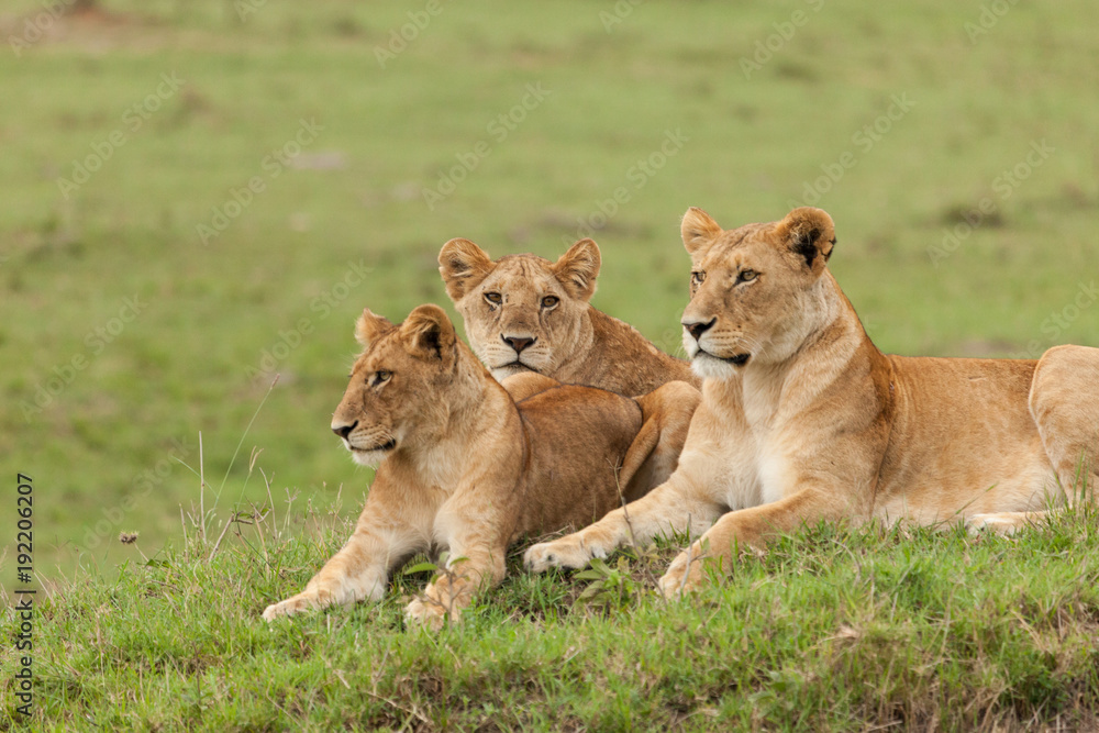 Fototapeta premium a pride of lions relaxing on the grasslands of the Maasai Mara