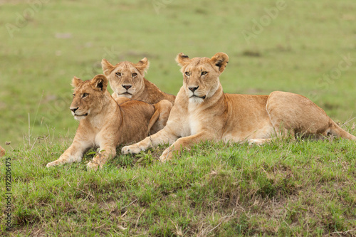 a pride of lions relaxing on the grasslands of the Maasai Mara