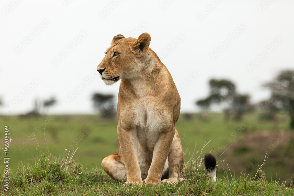 lions relaxing on the grasslands of the Maasai Mara lions relaxing on the grasslands of the Maasai Mara