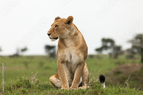 Fototapeta Naklejka Na Ścianę i Meble -  lions relaxing on the grasslands of the Maasai Mara