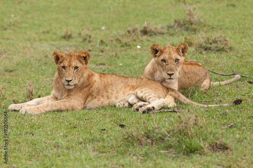a pride of lions relaxing on the grasslands of the Maasai Mara