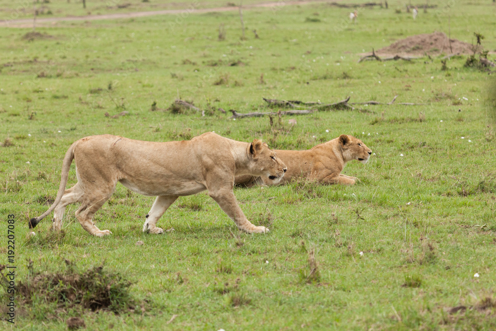 lioness prowling the grasslands of the Maasai Mara lioness prowling the grasslands of the Maasai Mara
