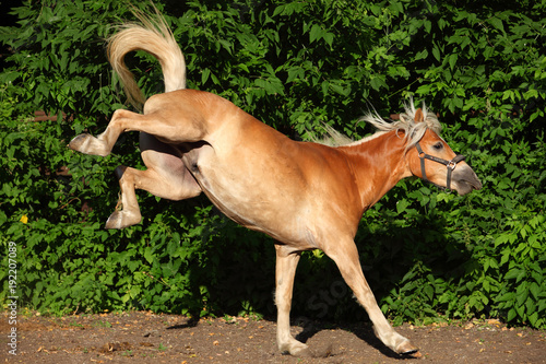 Obraz na płótnie Kicking haflinger horse portrait against summer green bushes