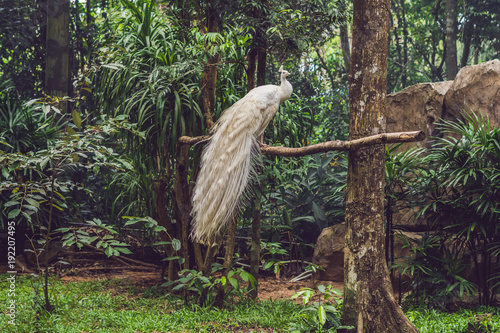Fotografie white peacock sitting on a branch in the park