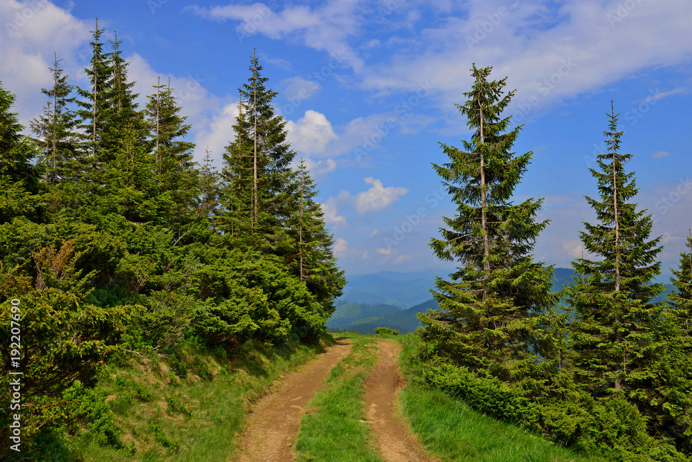 Road through the pine forest in the Ukrainian Carpathians Road through the pine forest in the Ukrainian Carpathians