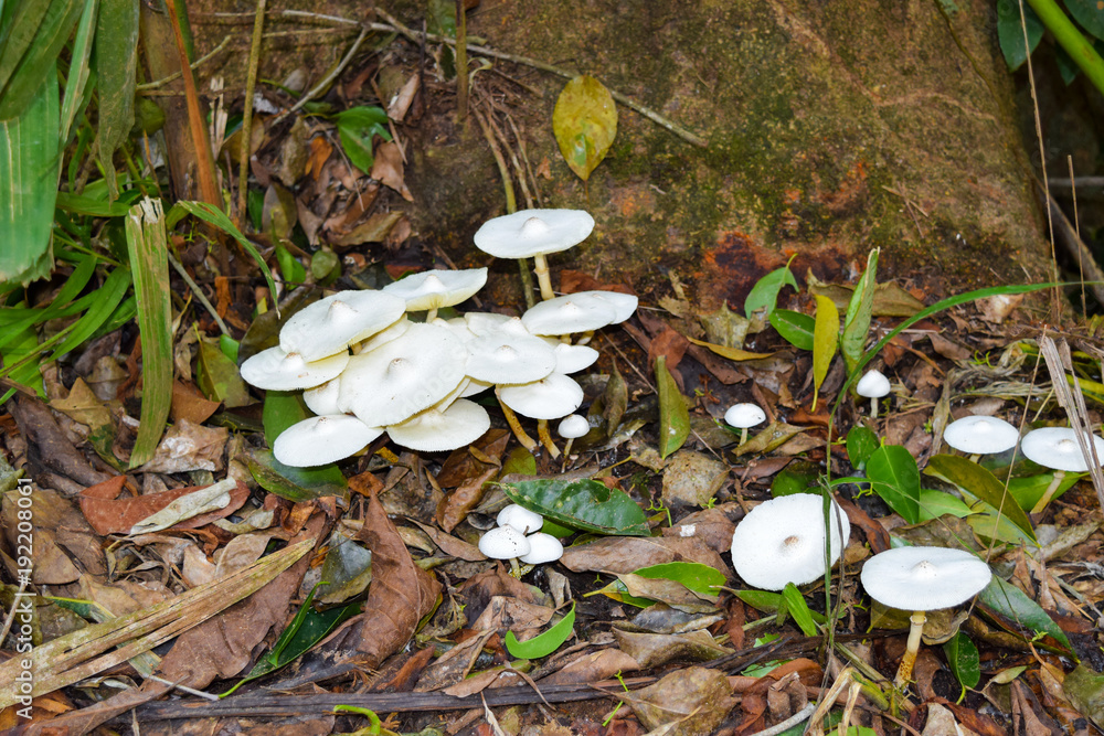 Growing White Mushrooms in Rainforest Growing White Mushrooms in Rainforest