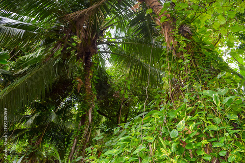 Bushy Jungles in Seychelles