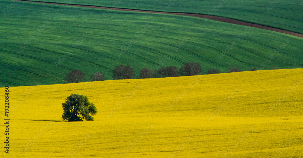 Obraz premium Green and yellow spring field abstract background