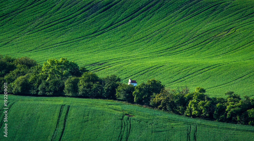 Fototapeta premium Green and gray spring field abstract background