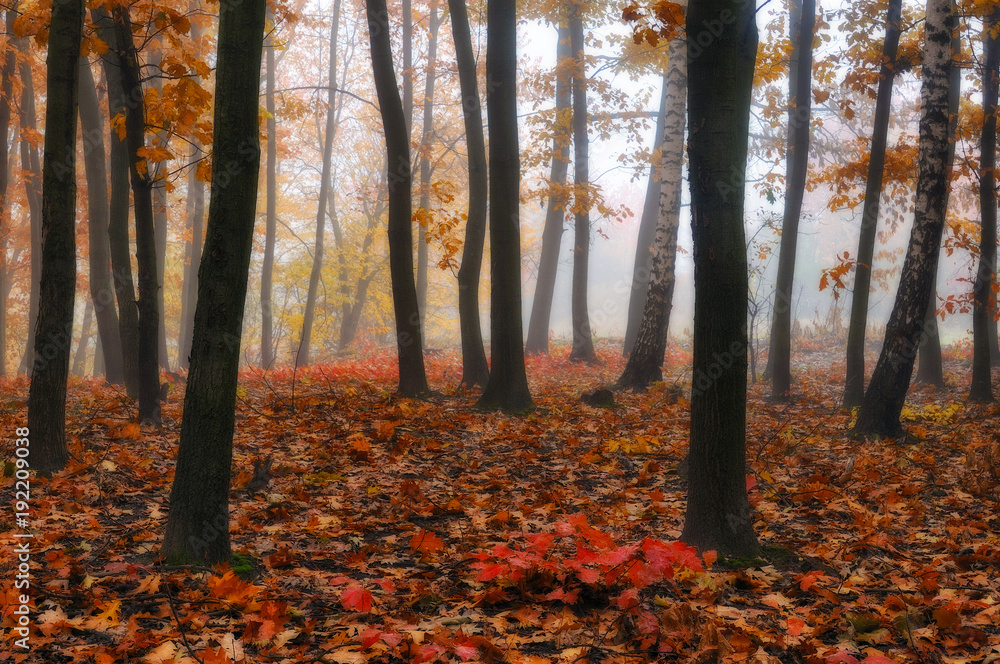 autumn forest. foggy morning in a picturesque autumn forest autumn forest. foggy morning in a picturesque autumn forest