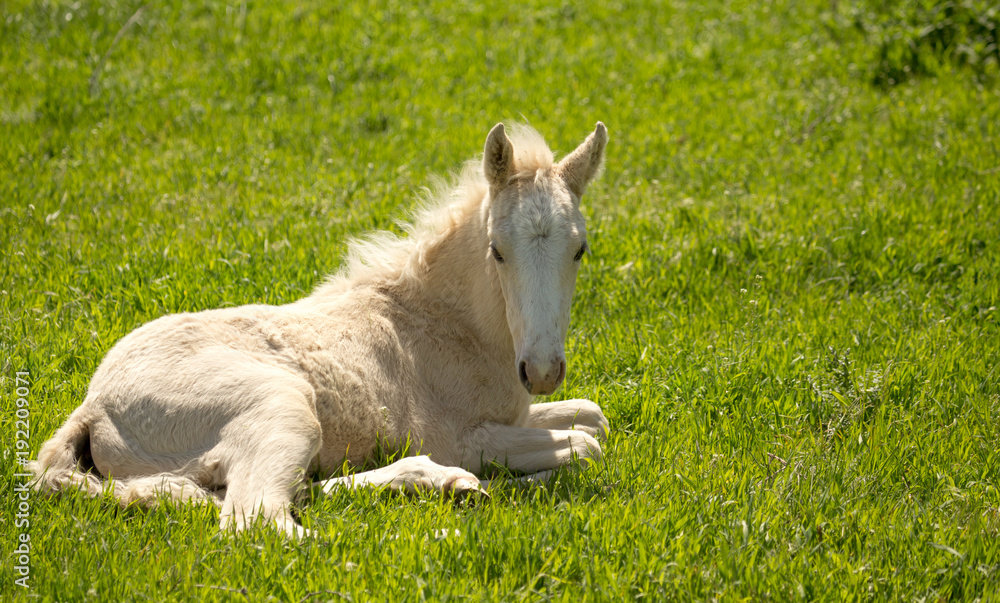 Obraz premium little horse lies on the green grass